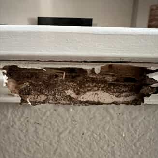 termite damage